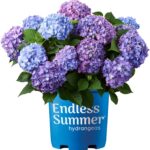 Best Landscape Plant – Endless Summer Hydrangea Bloomstruck Review