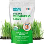 Best Cat Grass – Back to The Roots Organic Wheatgrass Seeds Review