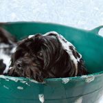 Best Dog Shampoo – PetSafe Natural Shampoo Review