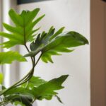 Best Air Purifier – %%product_title%% Review