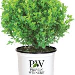 Best Boxwood Shrub – Proven Winners 2 Gallon Sprinter Review