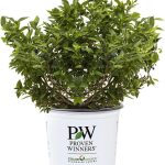 Best Shrub – Proven Winners 2 Gal. Splendid! Blueberry Review