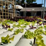 The Best Fertilizer for Vegetables That Boosts Growth and Flavor Naturally