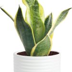 Best Indoor Plant – Costa Farms Snake Plant Review