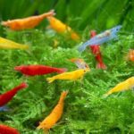 Best Aquarium Shrimp – ShrimpRack™ 20 Mixed Color Neocaridina Review
