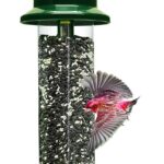Best Bird Feeder – Squirrel Buster Plus Squirrel-proof Review