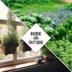 Best Herb Seeds – Seed Needs Herb Seeds Variety Pack Review