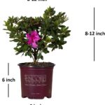 Best Flowering Shrub – Encore Azalea Autumn Royalty Review