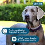 Best Dog Flea & Tick Collar – Seresto Collar Review for Dogs
