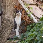 What Is the Best Cat Litter for Smell? Easy Tips to Keep Your Home Fresh