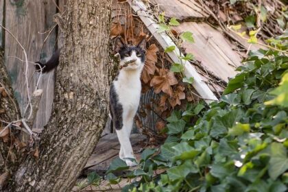 What Is the Best Cat Litter for Smell? Easy Tips to Keep Your Home Fresh
