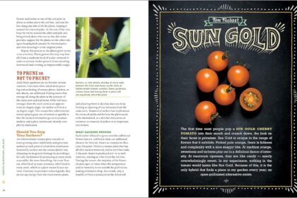 Best Tomato Growing Guide – Epic Tomatoes: How to Select and Grow